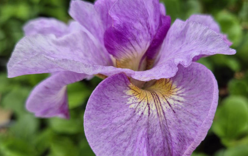 Up to 30% off selected plants